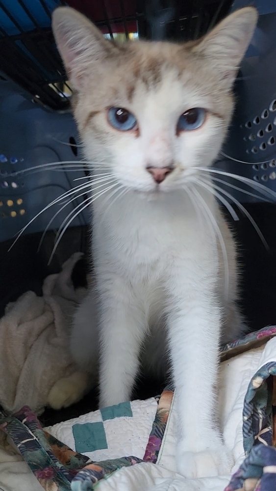 Nimbus, an adoptable Snowshoe, Siamese in Ocala, FL, 34475 | Photo Image 1