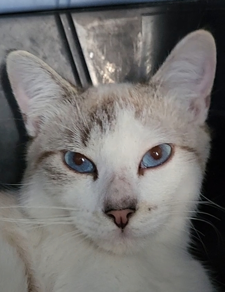 Nimbus, an adoptable Snowshoe, Siamese in Ocala, FL, 34475 | Photo Image 2