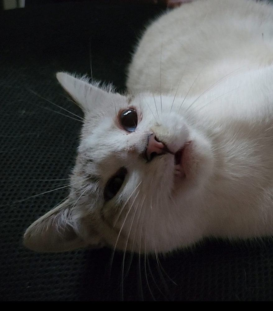 Nimbus, an adoptable Snowshoe, Siamese in Ocala, FL, 34475 | Photo Image 4