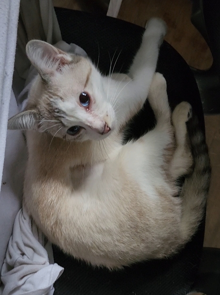 Nimbus, an adoptable Snowshoe, Siamese in Ocala, FL, 34475 | Photo Image 5