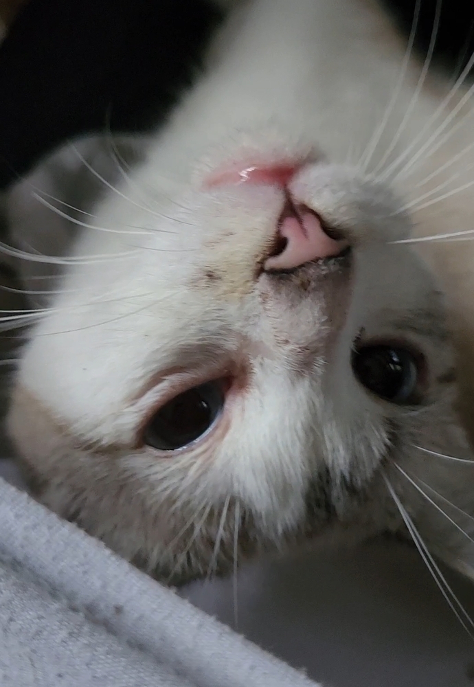 Nimbus, an adoptable Snowshoe, Siamese in Ocala, FL, 34475 | Photo Image 6