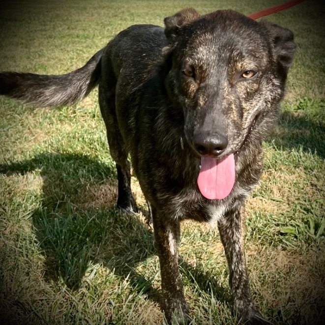 Bear, an adoptable Husky, Great Pyrenees in Pittsfield, IL, 62363 | Photo Image 1
