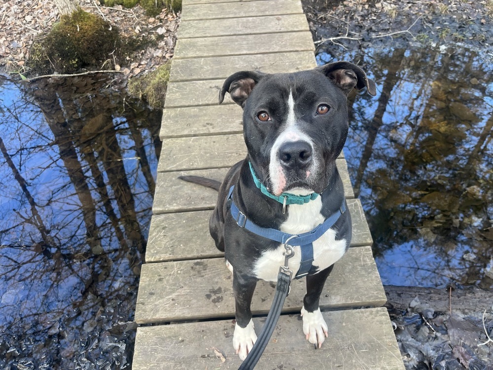Blix, an adoptable Boxer in Trenton, ME, 04605 | Photo Image 1