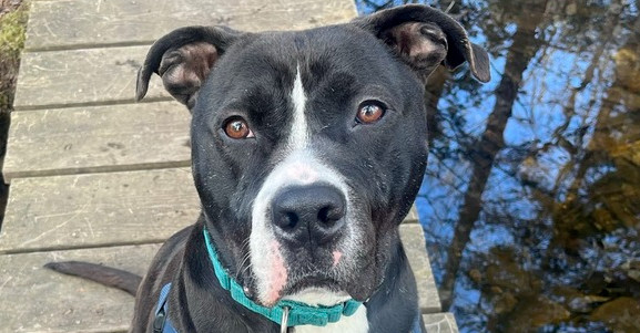 Blix, an adoptable Boxer in Trenton, ME, 04605 | Photo Image 1