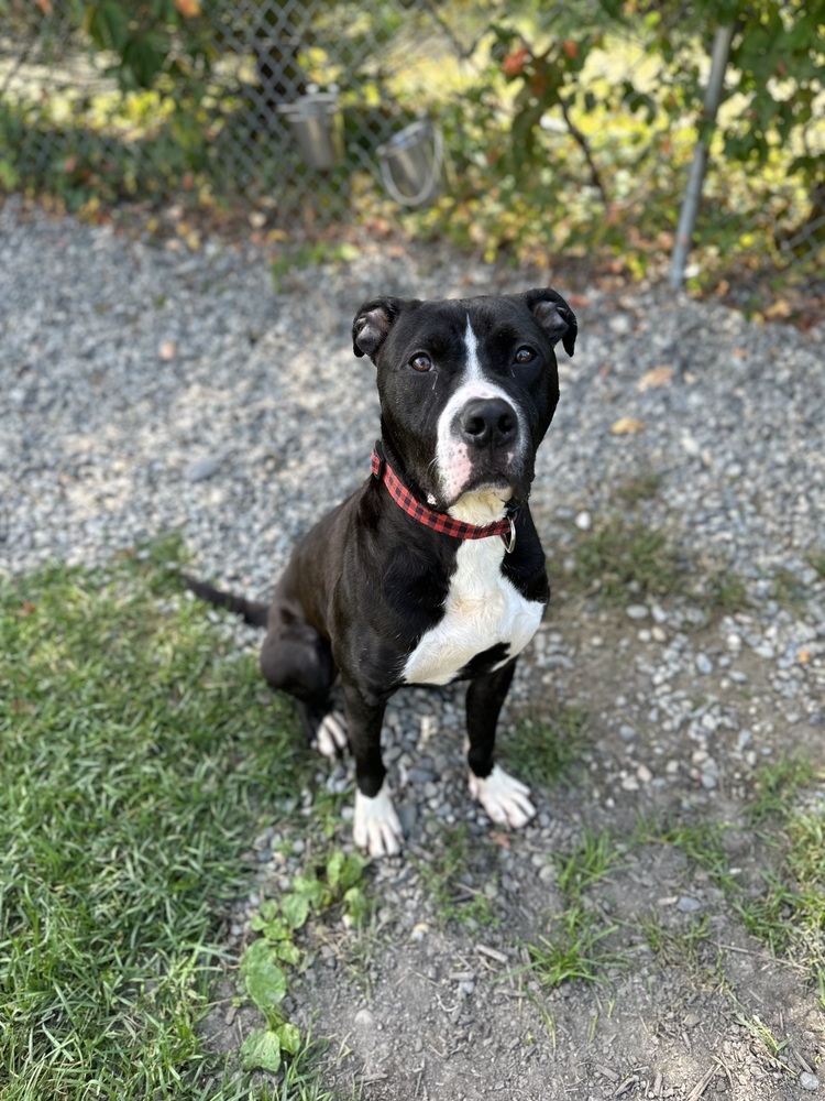 Blix, an adoptable Boxer in Trenton, ME, 04605 | Photo Image 2