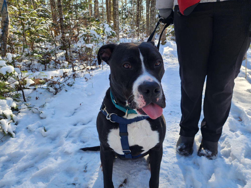 Blix, an adoptable Boxer in Trenton, ME, 04605 | Photo Image 2