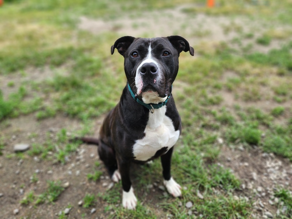 Blix, an adoptable Boxer in Trenton, ME, 04605 | Photo Image 2