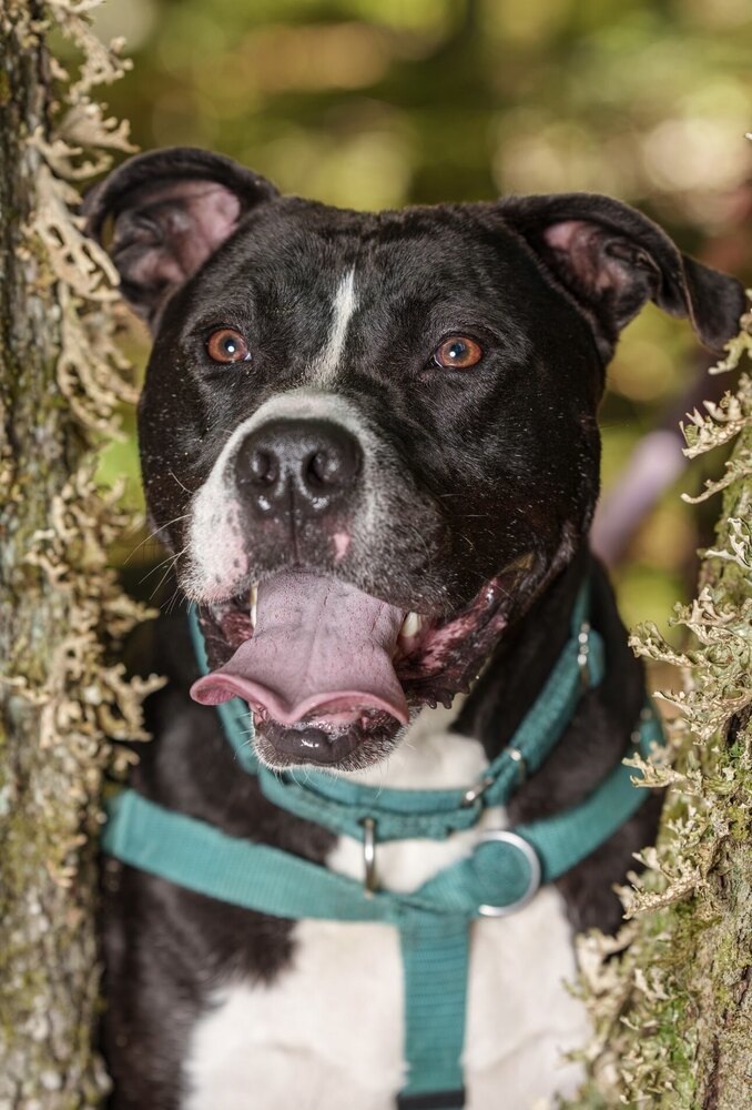 Blix, an adoptable Boxer in Trenton, ME, 04605 | Photo Image 2