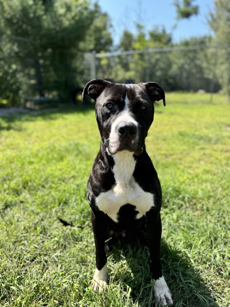 Blix, an adoptable Boxer in Trenton, ME, 04605 | Photo Image 3