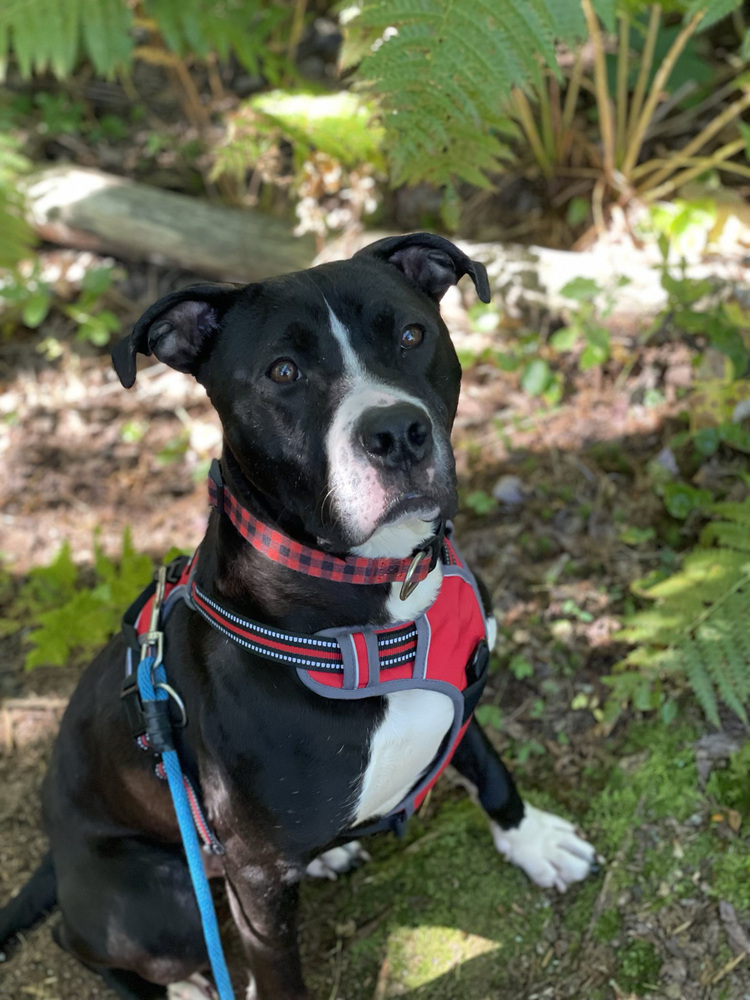 Blix, an adoptable Boxer in Trenton, ME, 04605 | Photo Image 3
