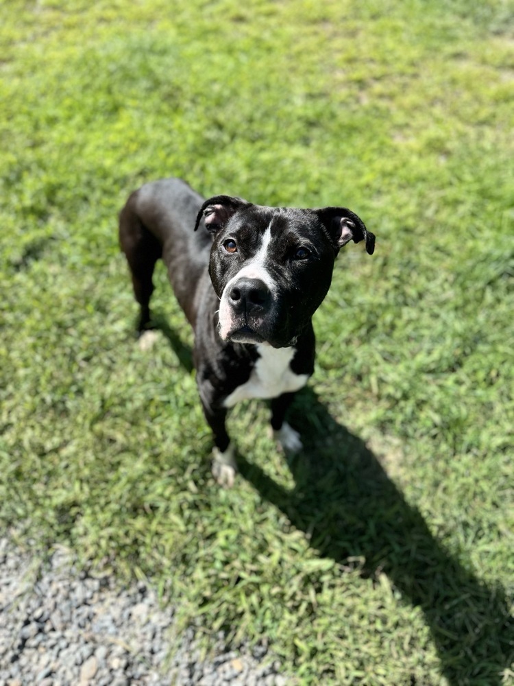 Blix, an adoptable Boxer in Trenton, ME, 04605 | Photo Image 4