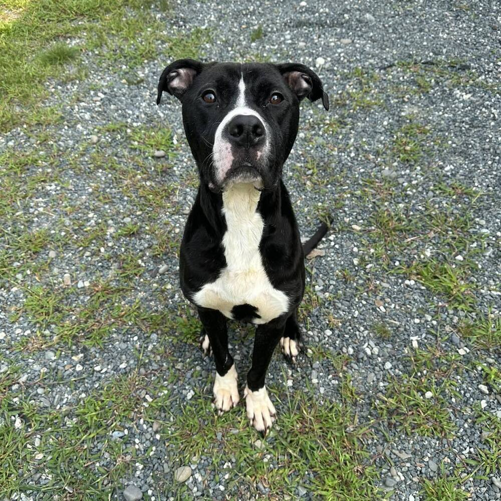 Blix, an adoptable Boxer in Trenton, ME, 04605 | Photo Image 5