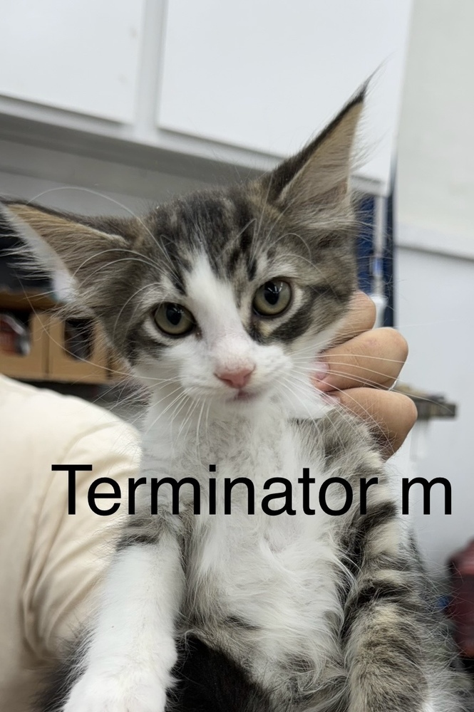 Terminator, an adoptable Domestic Short Hair in Bend, OR, 97701 | Photo Image 1