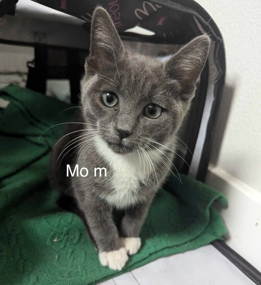 mo, an adoptable Domestic Short Hair in Bend, OR, 97701 | Photo Image 1