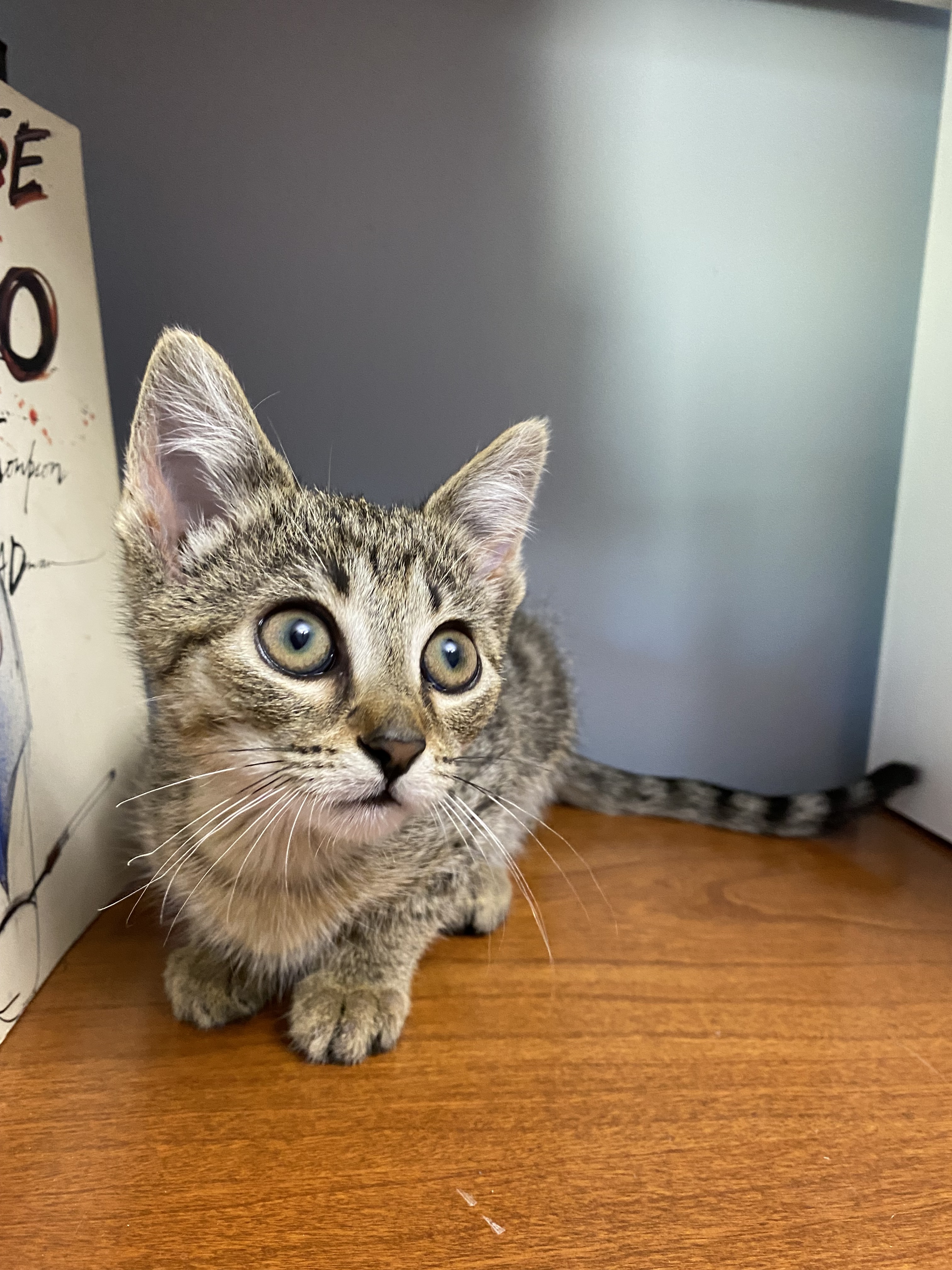 Jill Munroe, an adoptable Domestic Short Hair in Steinbach, MB, R5G 2B2 | Photo Image 1