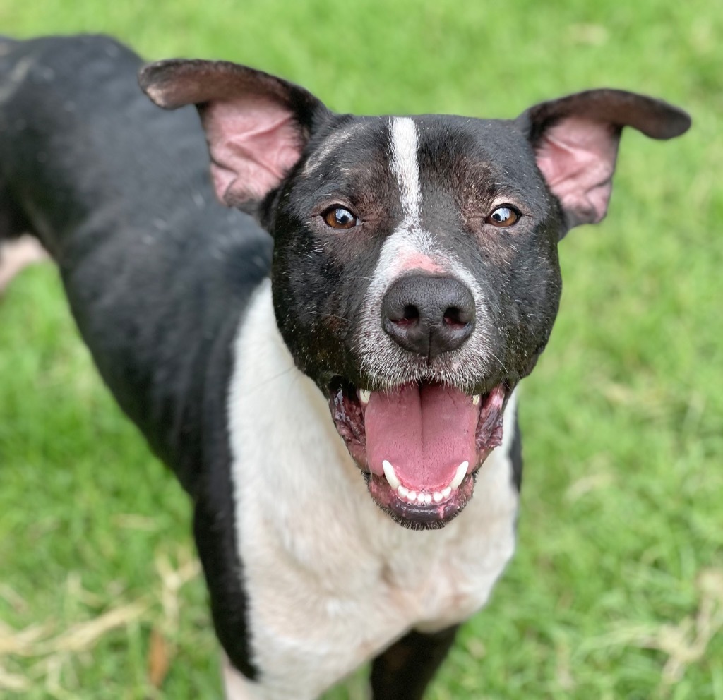 Koen, an adoptable Terrier in Great Bend, KS, 67530 | Photo Image 1