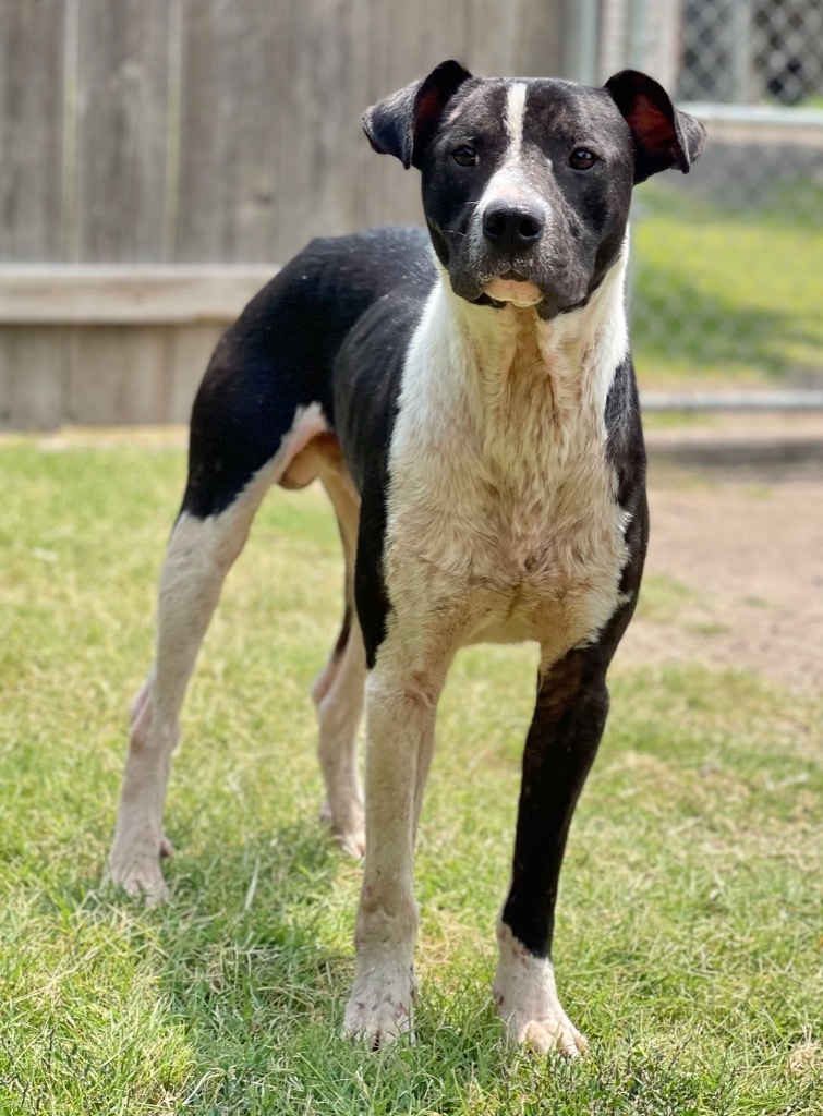 Koen, an adoptable Terrier in Great Bend, KS, 67530 | Photo Image 3