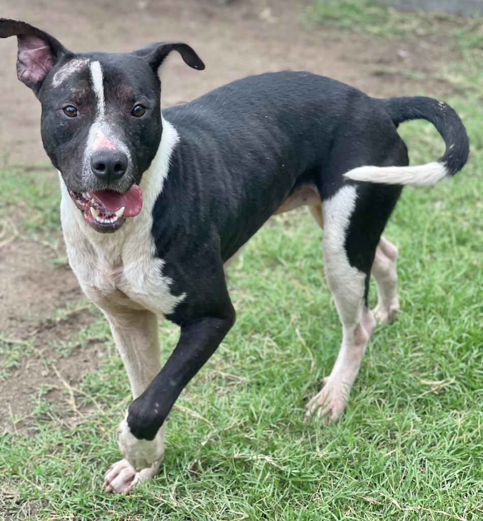 Koen, an adoptable Terrier in Great Bend, KS, 67530 | Photo Image 4