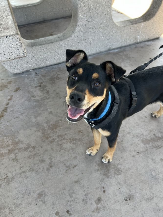 Dog for adoption Lucy, a Miniature Pinscher & Whippet Mix in San