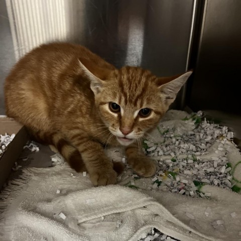 Claire - 082904S, an adoptable Domestic Short Hair in Tupelo, MS, 38801 | Photo Image 1