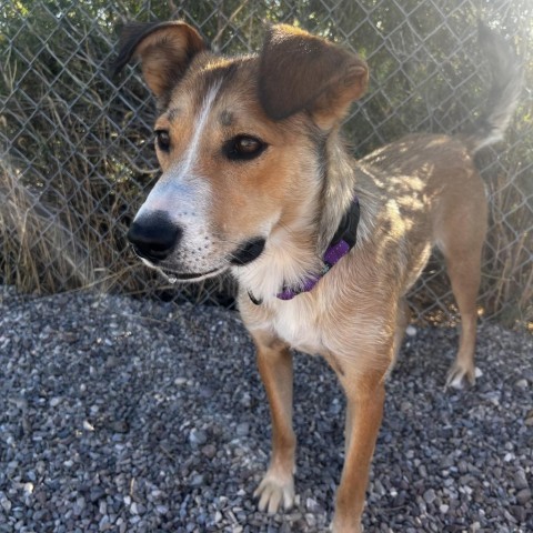 Topaz, an adoptable Mixed Breed, German Shepherd Dog in Lander, WY, 82520 | Photo Image 1