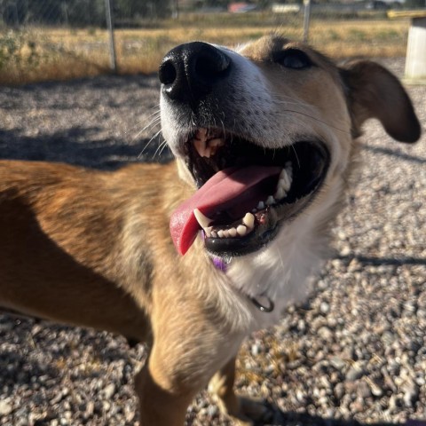 Topaz, an adoptable Mixed Breed, German Shepherd Dog in Lander, WY, 82520 | Photo Image 2