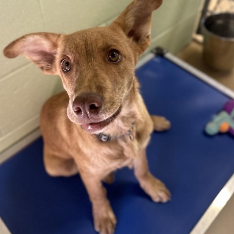 Newton, an adoptable Mixed Breed in Lander, WY, 82520 | Photo Image 1