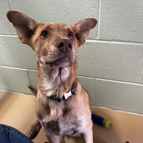 Newton, an adoptable Mixed Breed in Lander, WY, 82520 | Photo Image 2