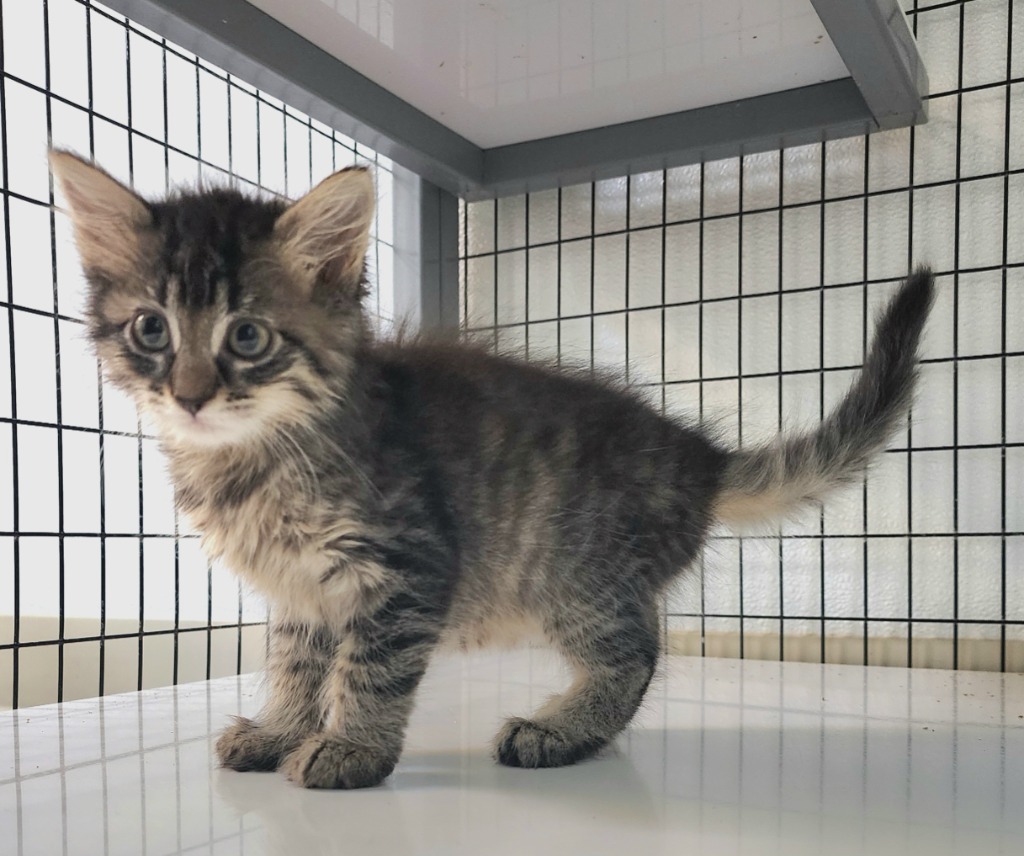 Lavender, an adoptable Domestic Short Hair in Gold Beach, OR, 97444 | Photo Image 1