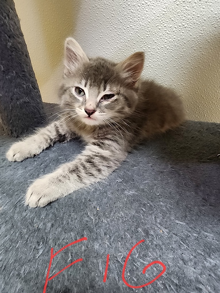 Fig, an adoptable Domestic Medium Hair in Gold Beach, OR, 97444 | Photo Image 1