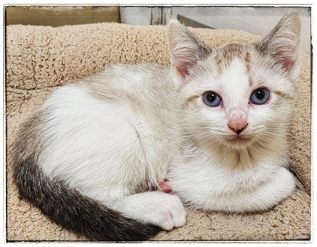 Pear, an adoptable Domestic Short Hair in Gold Beach, OR, 97444 | Photo Image 1