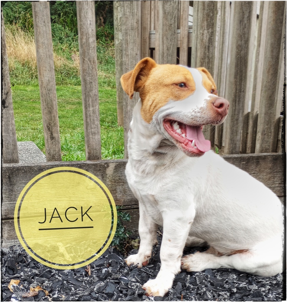 Jack, an adoptable Beagle, Labrador Retriever in Gold Beach, OR, 97444 | Photo Image 1