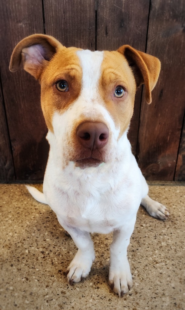 Jack, an adoptable Beagle, Labrador Retriever in Gold Beach, OR, 97444 | Photo Image 3