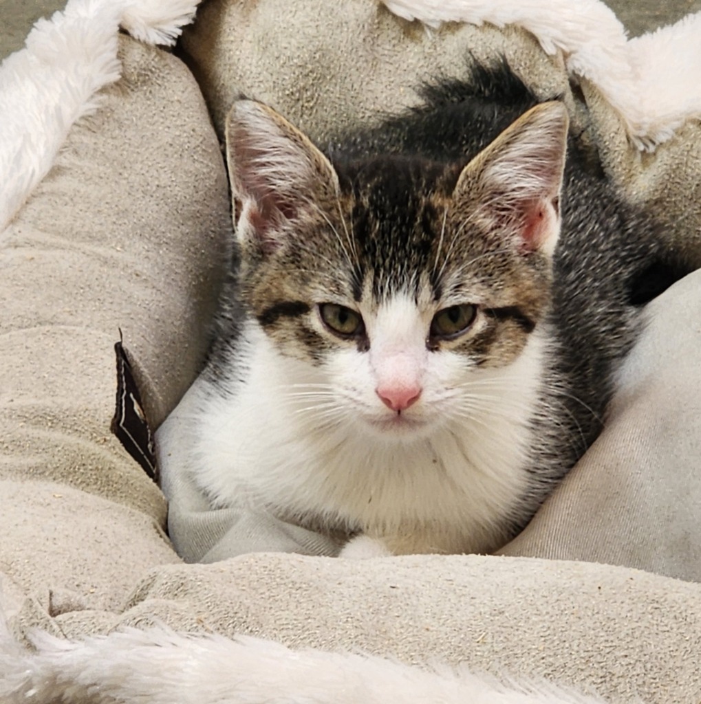 Coconut, an adoptable Domestic Short Hair in Gold Beach, OR, 97444 | Photo Image 1