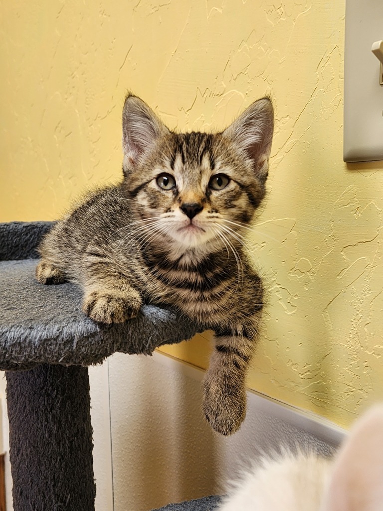 Papaya, an adoptable Domestic Short Hair in Gold Beach, OR, 97444 | Photo Image 1