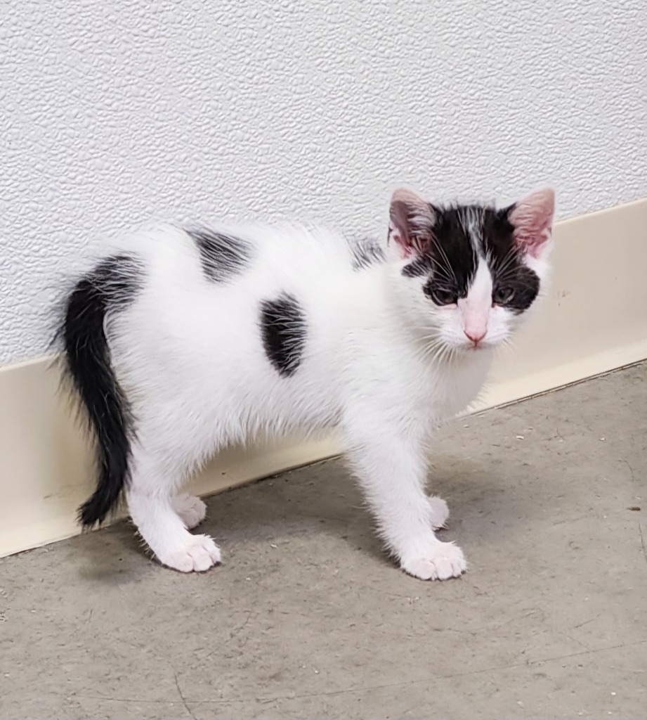 Parsley, an adoptable Domestic Short Hair in Gold Beach, OR, 97444 | Photo Image 1