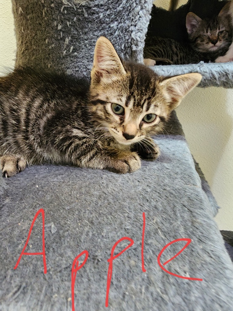 Apple, an adoptable Domestic Short Hair in Gold Beach, OR, 97444 | Photo Image 1