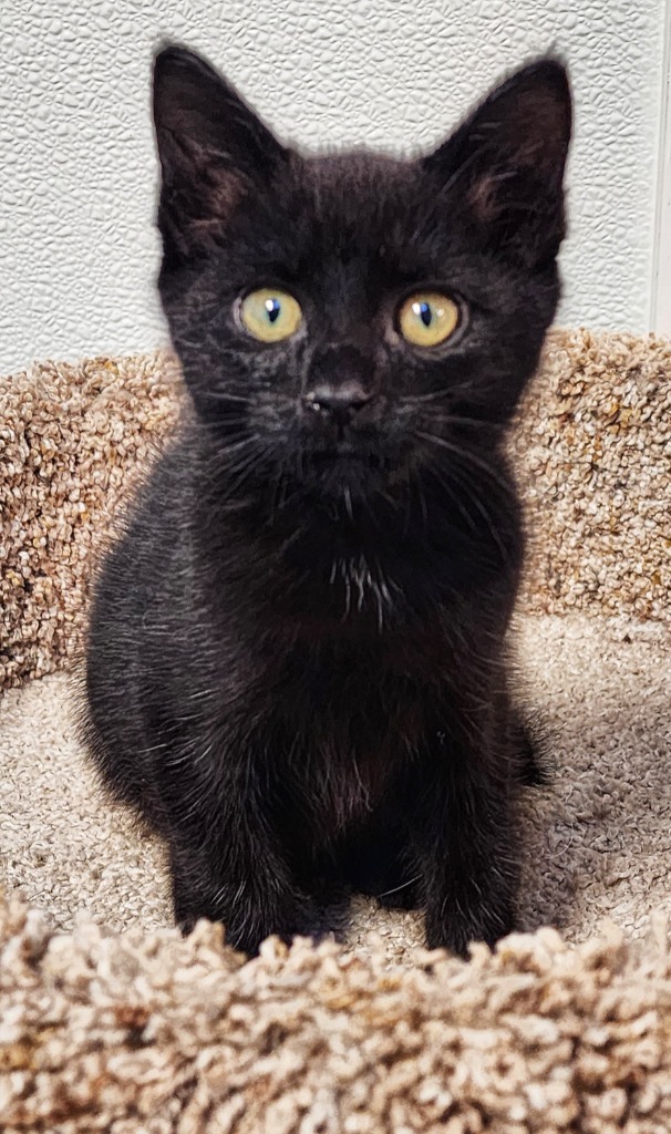 Rosemary, an adoptable Domestic Short Hair in Gold Beach, OR, 97444 | Photo Image 1