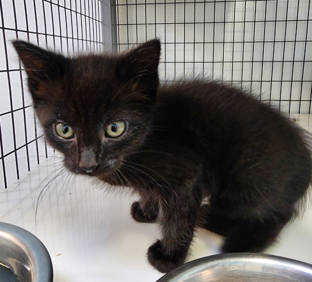 Rosemary, an adoptable Domestic Short Hair in Gold Beach, OR, 97444 | Photo Image 2