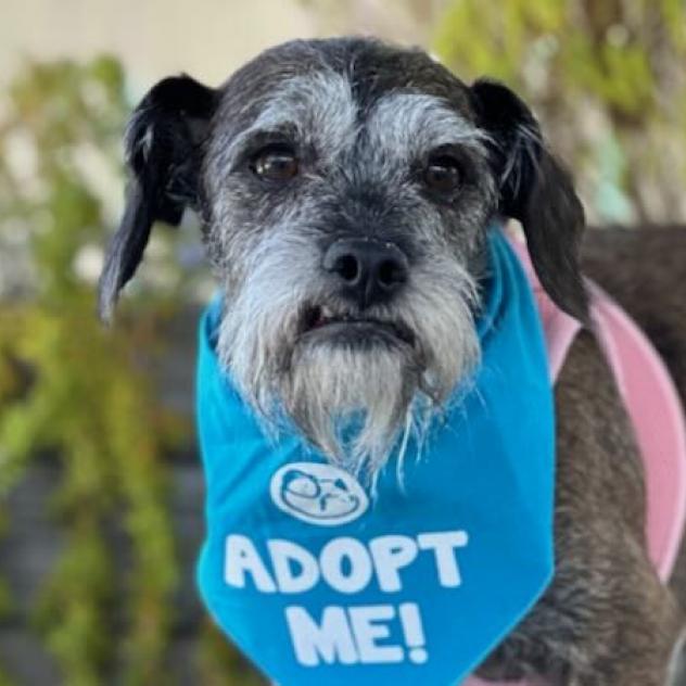 Vienna, an adoptable Terrier, Schnauzer in Pacific Grove, CA, 93950 | Photo Image 1