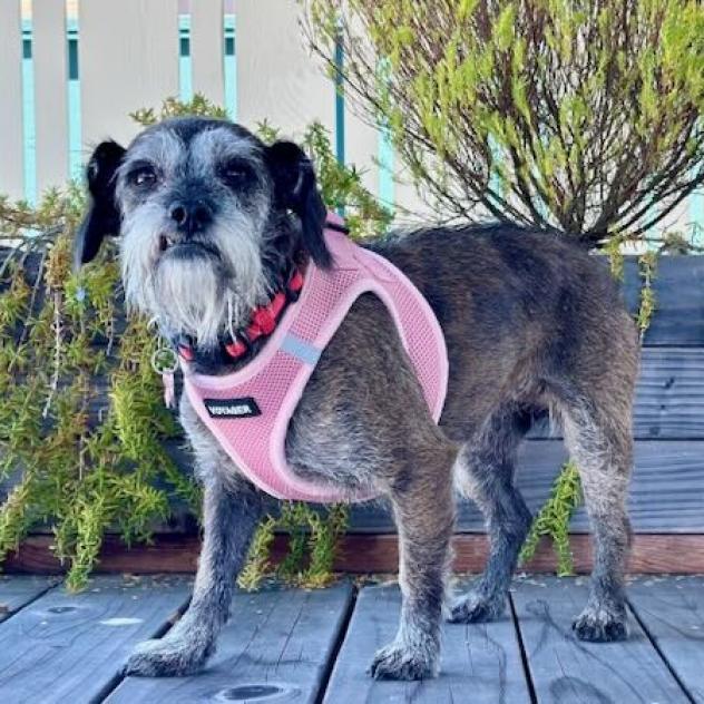 Vienna, an adoptable Terrier, Schnauzer in Pacific Grove, CA, 93950 | Photo Image 2