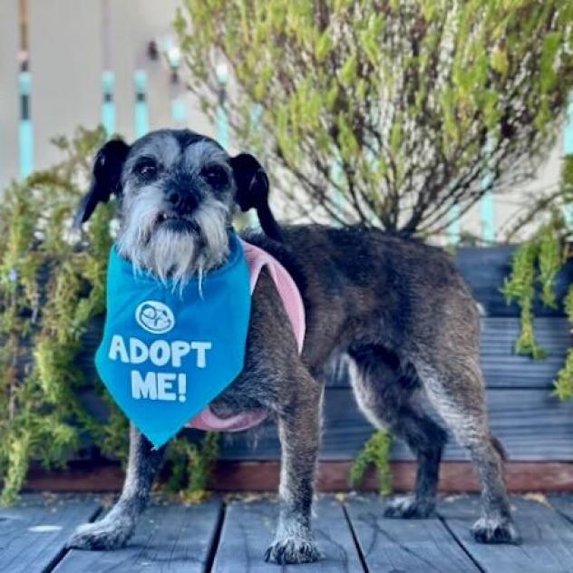 Vienna, an adoptable Terrier, Schnauzer in Pacific Grove, CA, 93950 | Photo Image 4