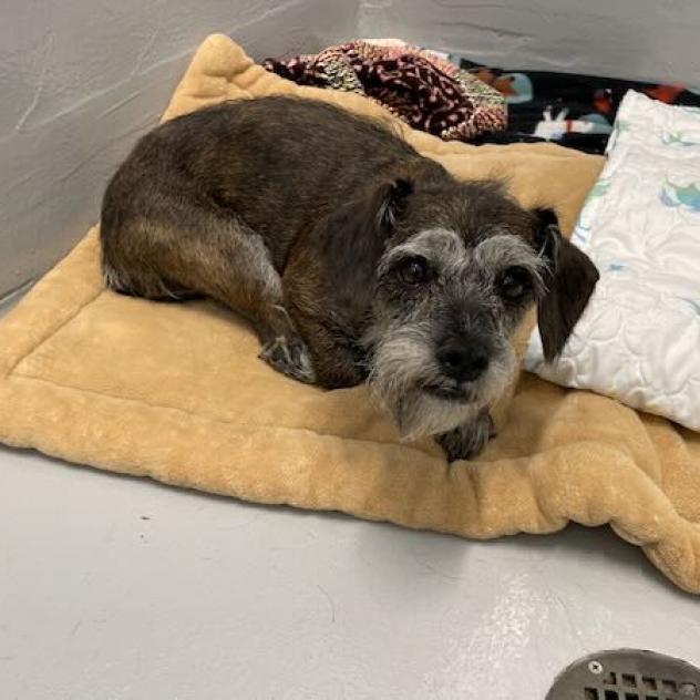 Vienna, an adoptable Terrier, Schnauzer in Pacific Grove, CA, 93950 | Photo Image 5