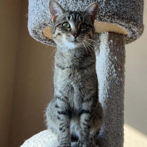 Lilo, an adoptable Domestic Short Hair in Wadena, MN, 56482 | Photo Image 1