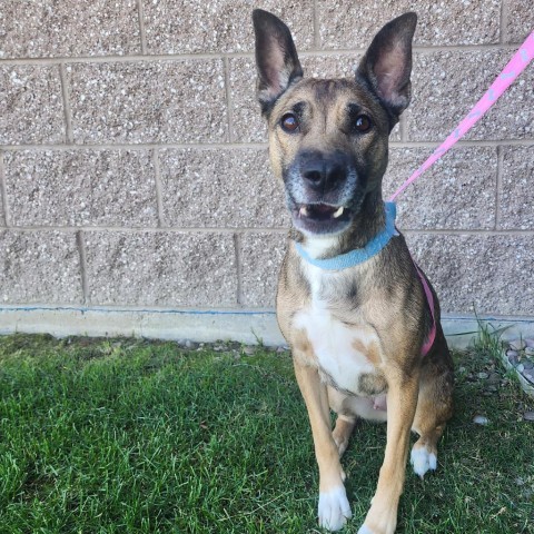 Charlie, an adoptable Mixed Breed in Great Falls, MT, 59404 | Photo Image 1