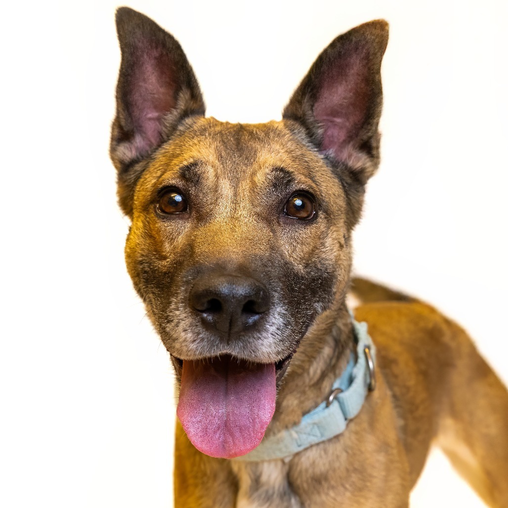 Charlie, an adoptable Mixed Breed in Great Falls, MT, 59404 | Photo Image 1