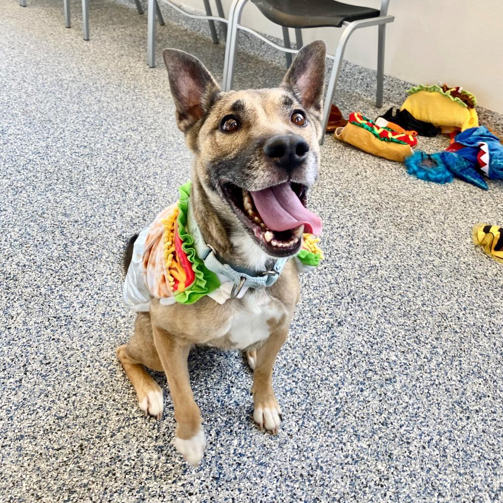 Charlie, an adoptable Mixed Breed in Great Falls, MT, 59404 | Photo Image 1