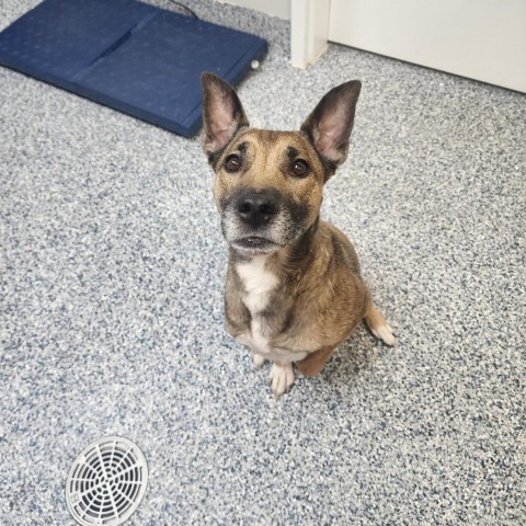 Charlie, an adoptable Mixed Breed in Great Falls, MT, 59404 | Photo Image 2