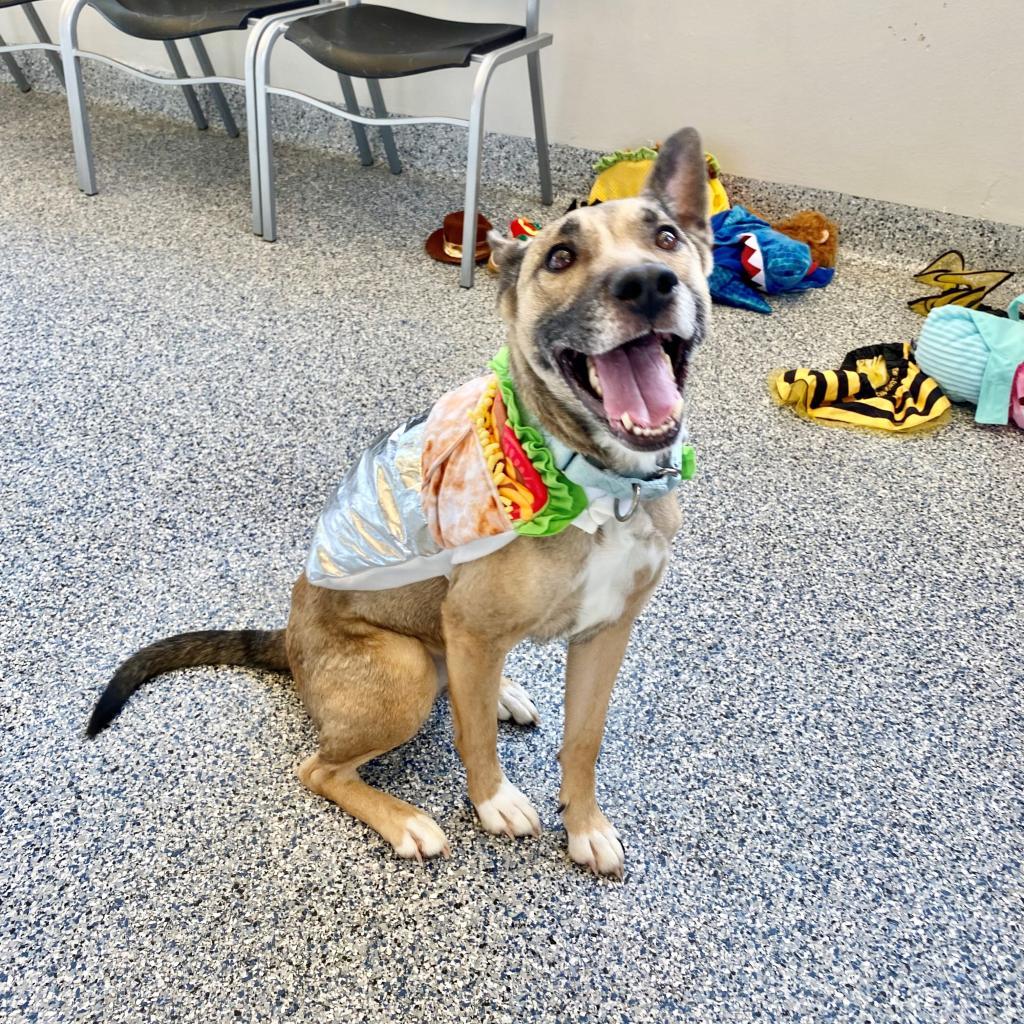 Charlie, an adoptable Mixed Breed in Great Falls, MT, 59404 | Photo Image 2