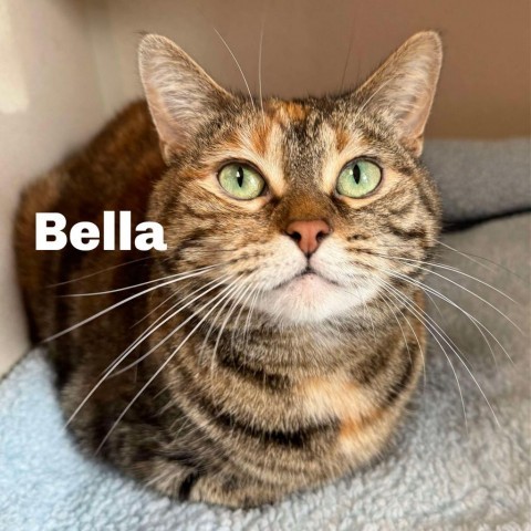 Bella 240638, an adoptable Domestic Short Hair in Escanaba, MI, 49829 | Photo Image 1